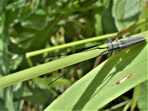 Réf. 284 451 : Calamobius filum
